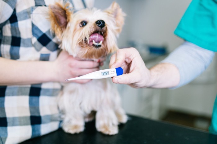 犬と37.5℃をしめす体温計、飼い主と獣医師