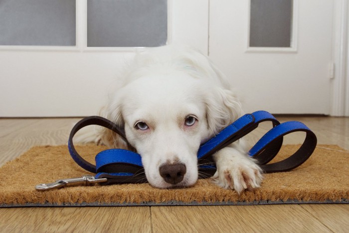 リードと伏せる犬