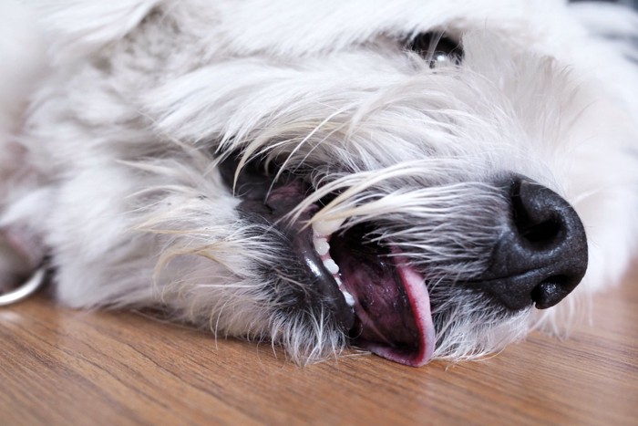 床に倒れて荒い息をする犬