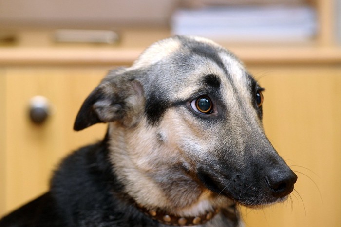 怖くて耳を倒している犬