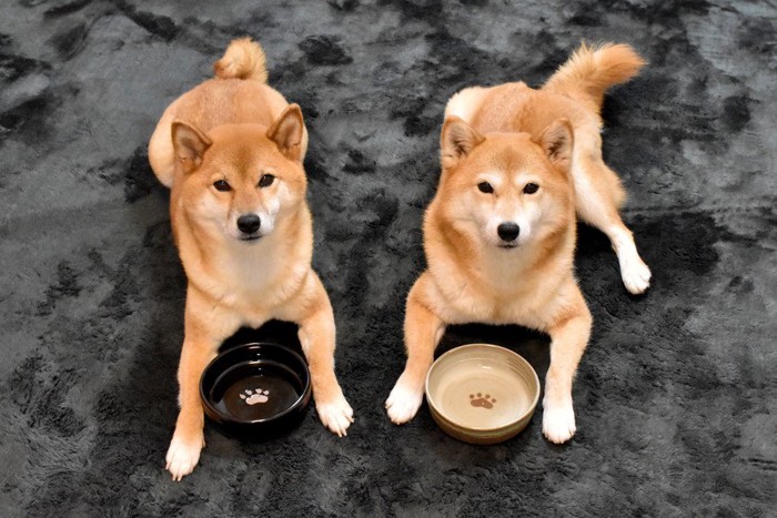 食器の前でフセをする犬