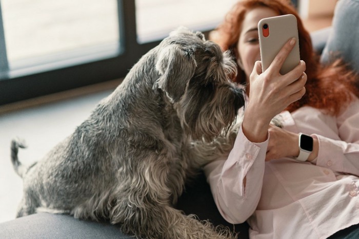 スマホを使う女性と甘える犬