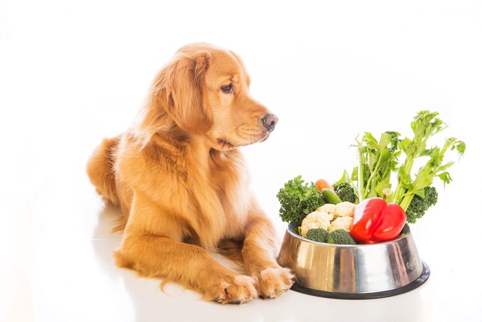 器に入った野菜を見つめる犬