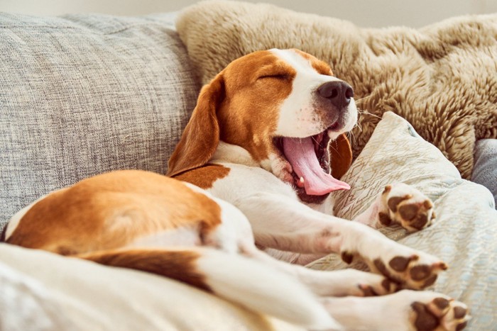 眠そうにあくびする犬