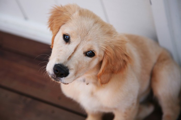 首をかしげる子犬