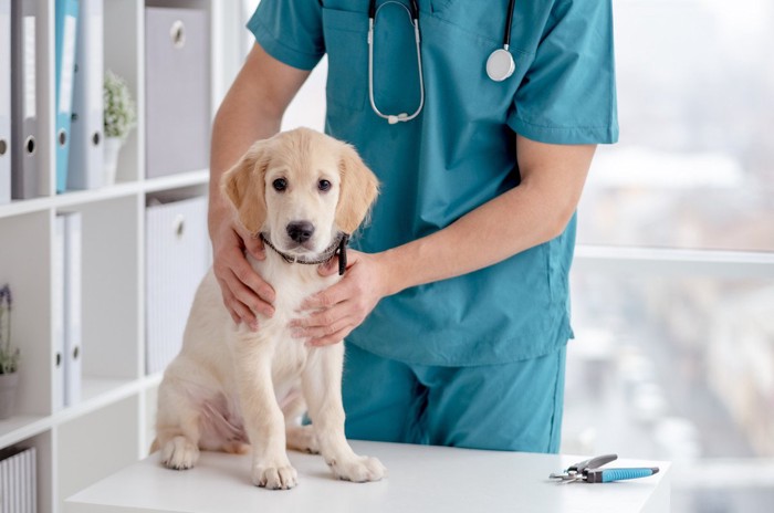 子犬と医師