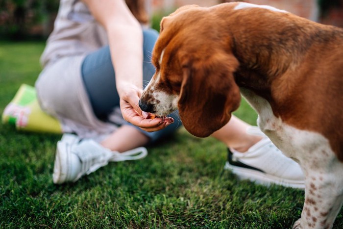 飼い主の手から食べ物をもらう犬