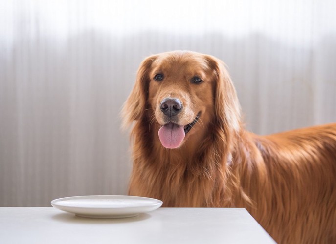 皿の前に立つ犬