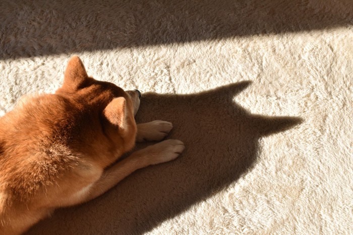 日向ぼっこ、柴犬と影
