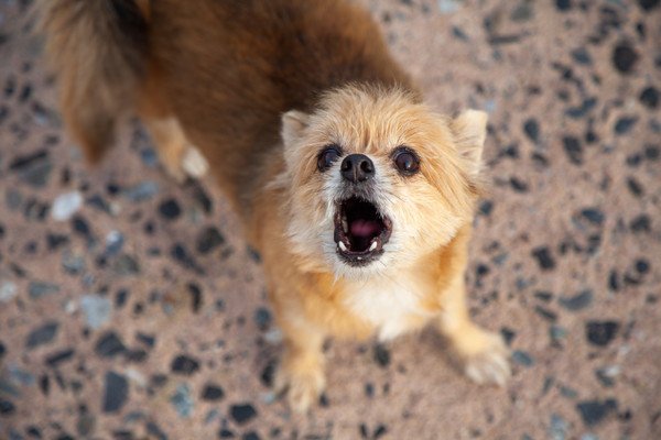 先住犬が子犬に吠える！どうすればいい？