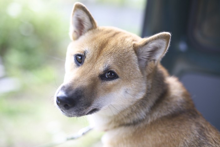 不安そうな犬