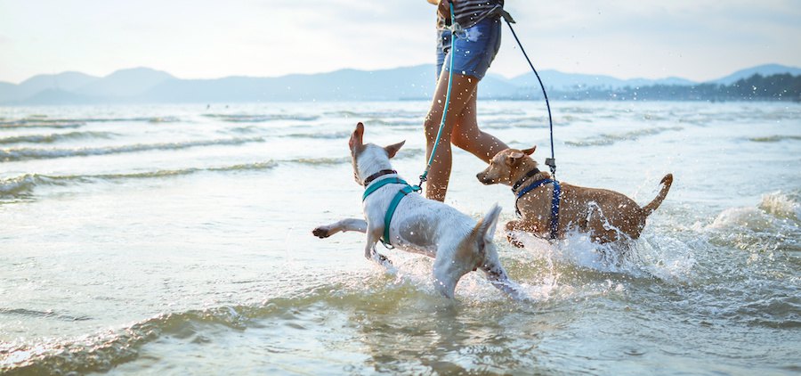 飼い主と海に駆け込むリードをつけた二匹の犬