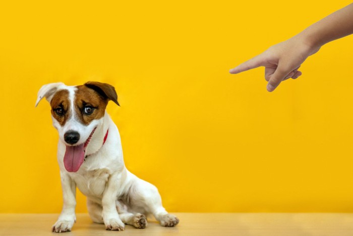 犬を指差す手