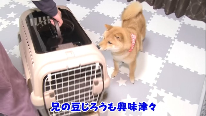 キャリーに興味を持つ先住犬