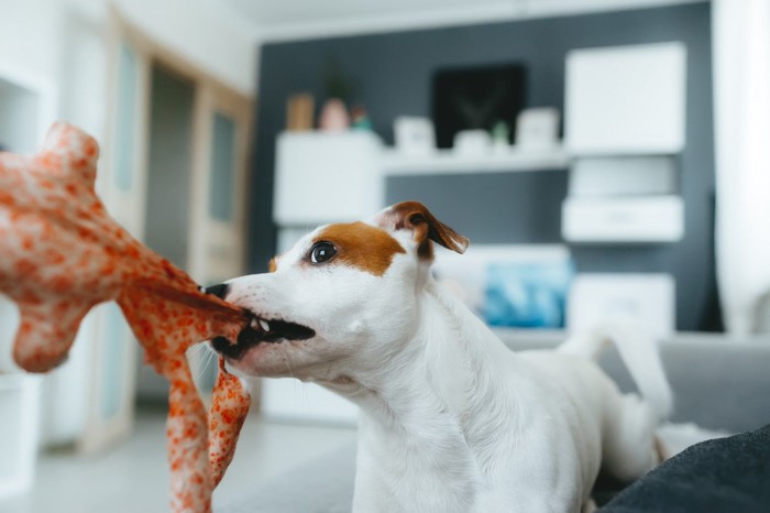 おもちゃを噛んで引っ張る犬