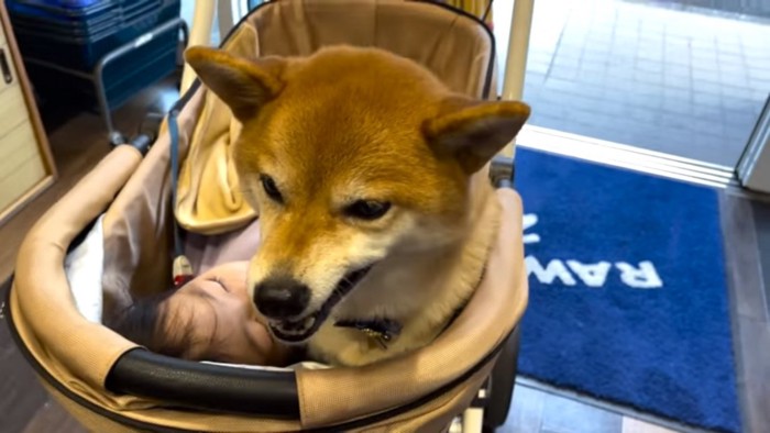 ドッグフードを食べる花子ちゃん