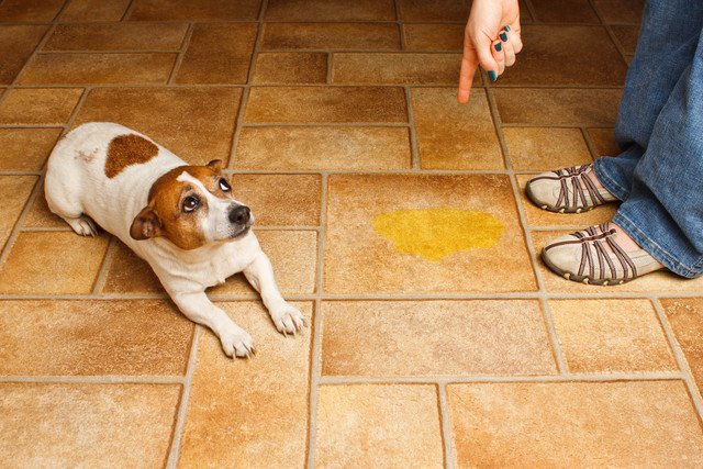 トイレを失敗した犬