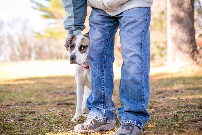 おびえる犬