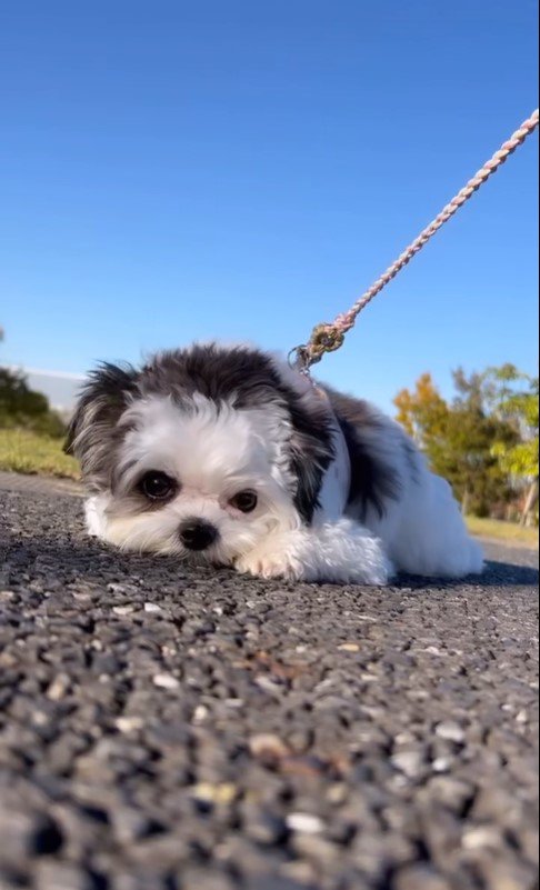 お散歩拒否中のハラミちゃん