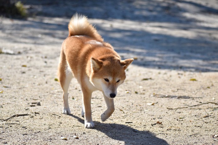 片足を上げる柴犬