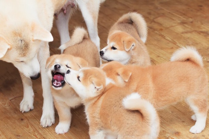 秋田犬の親子