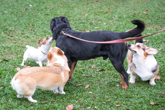 多くの犬に挨拶される犬