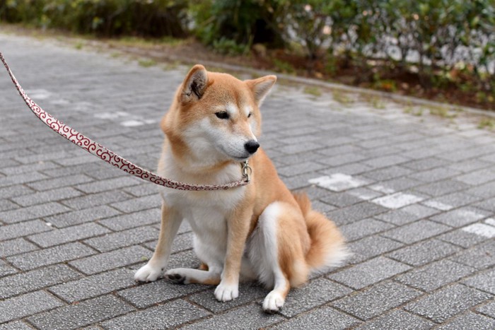 横座りする柴犬