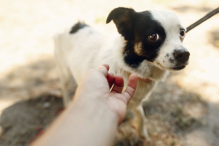 散歩中に他人を嫌がる犬