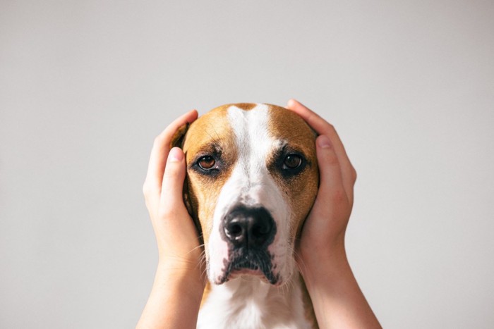 不満そうな顔をする犬