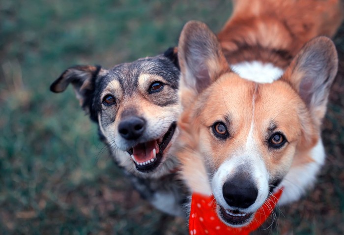 下から見上げる2頭の犬