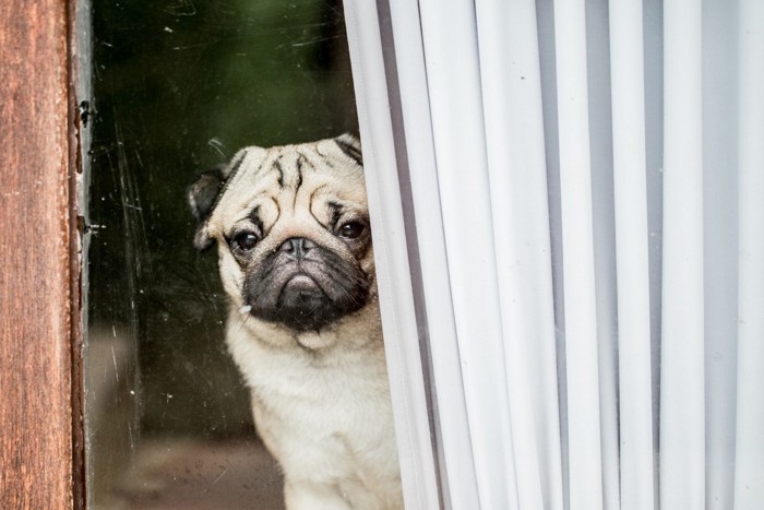 窓の外を不安げにみる犬