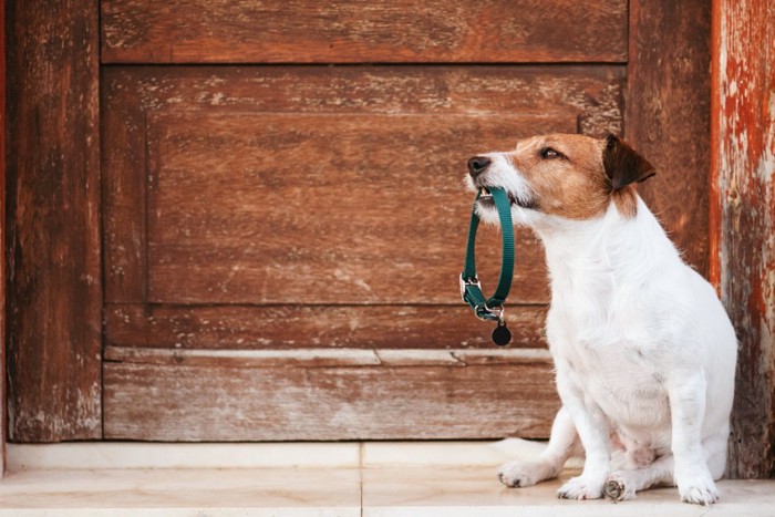 首輪をくわえて横座りする犬