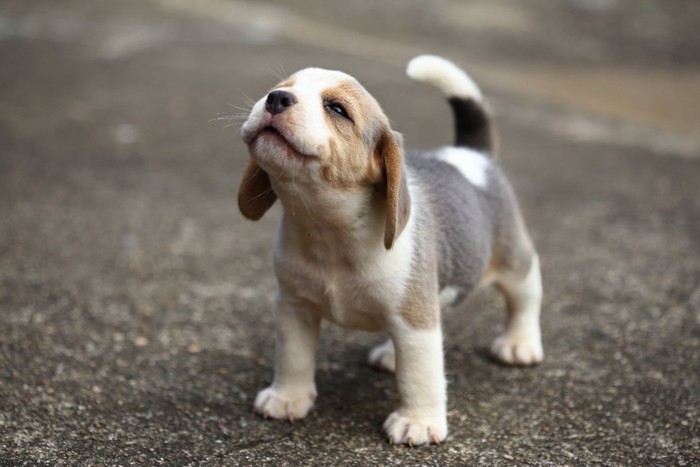 顔を突き出す子犬