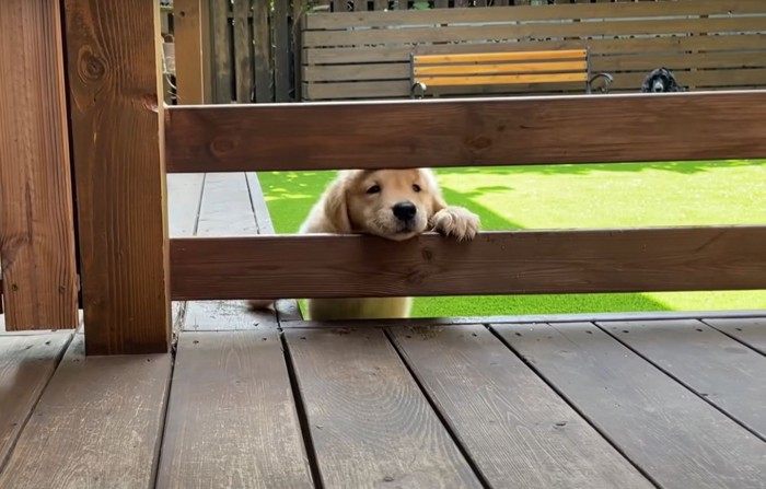 隙間から顔を出す子犬