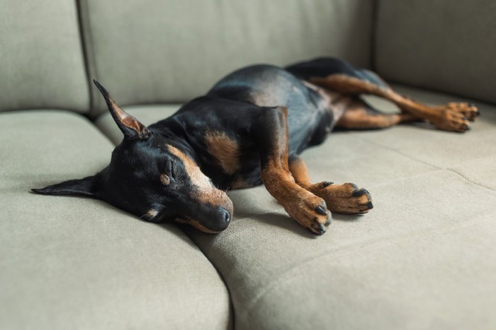 ソファーで眠る犬