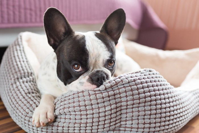 犬用ベッドで休むフレンチブルドッグ