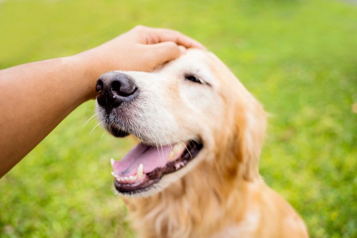 笑顔で撫でられる犬