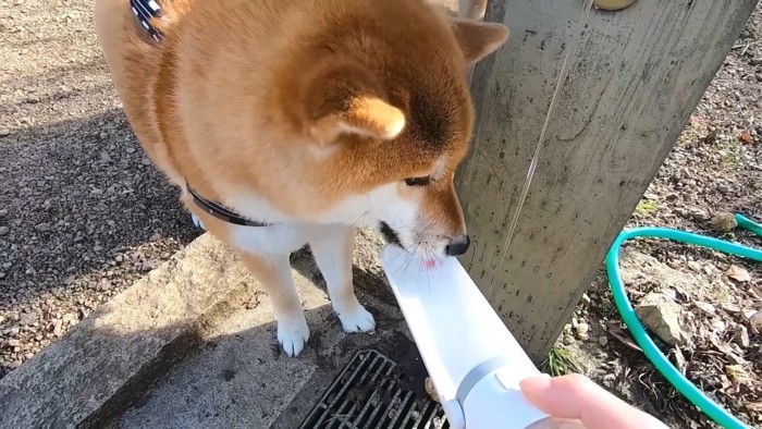 お水を飲むコマちゃん