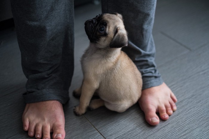 足の間に座るパグの子犬