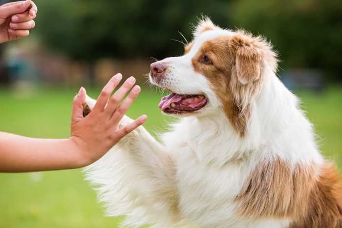 ハイタッチする犬