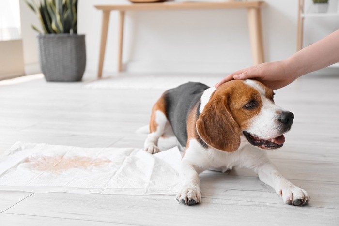 トイレでの排泄を褒められる犬