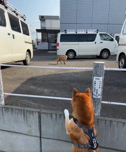 野生のキタキツネ