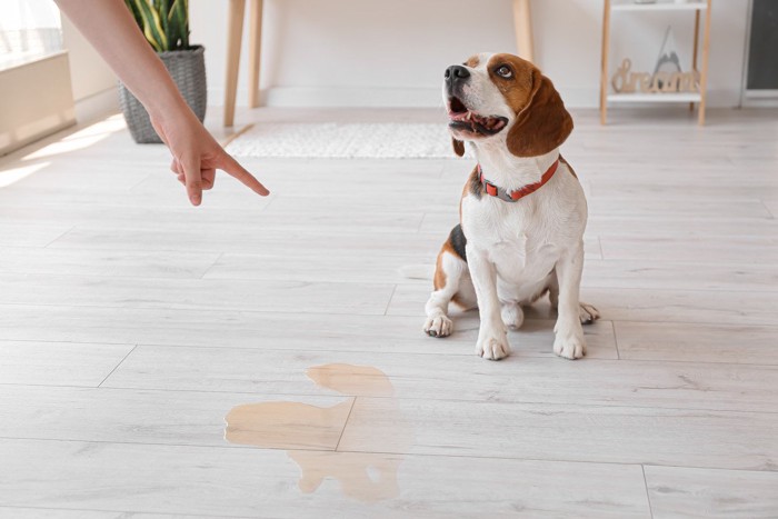 トイレを失敗した犬と人間の指