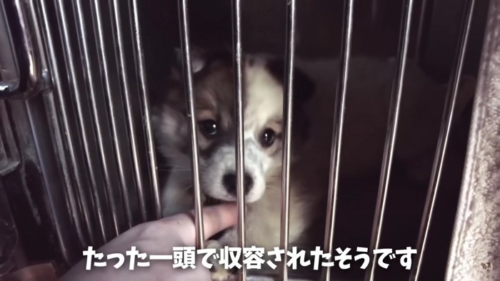 母犬や兄弟はいなかったそう