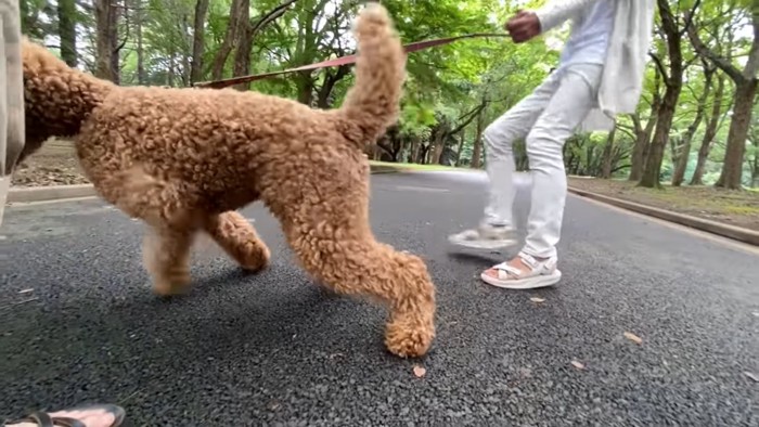 飼い主をひっぱる犬