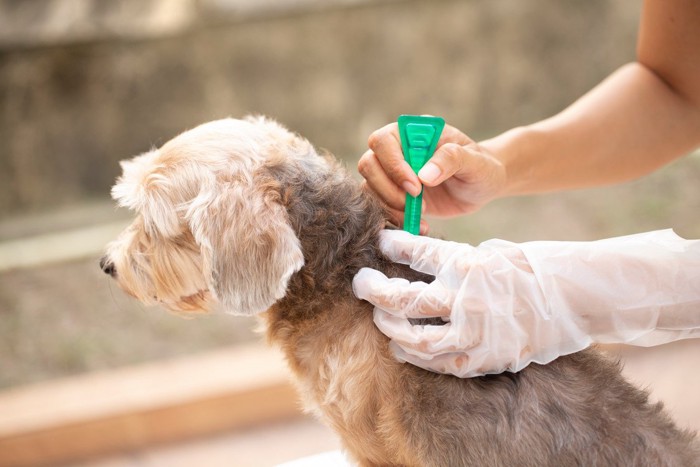 駆虫薬投与中の犬