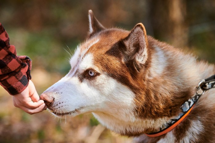 手の匂いを嗅ぐ犬