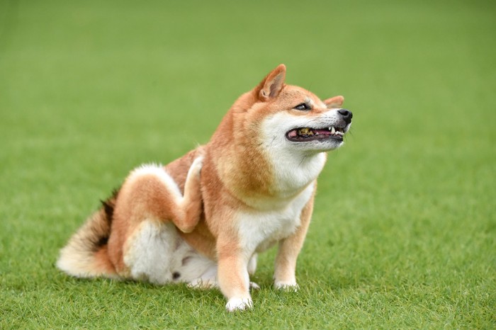 足でカキカキする柴犬