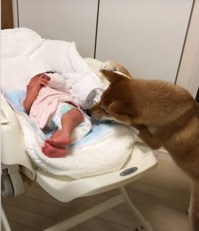 赤ちゃんを嗅ぐ犬