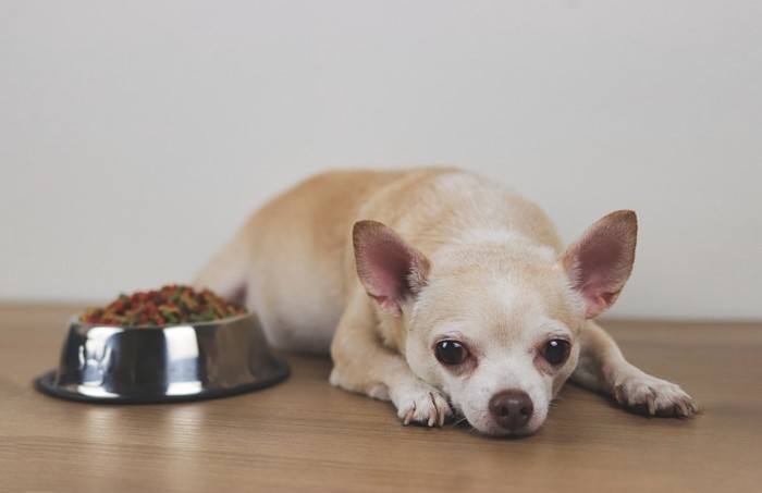 ご飯を食べない犬